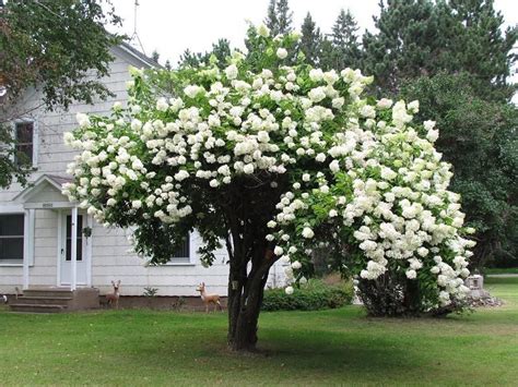 Image result for Snowball tree | Arbuste, Glycine, Planter des fleurs