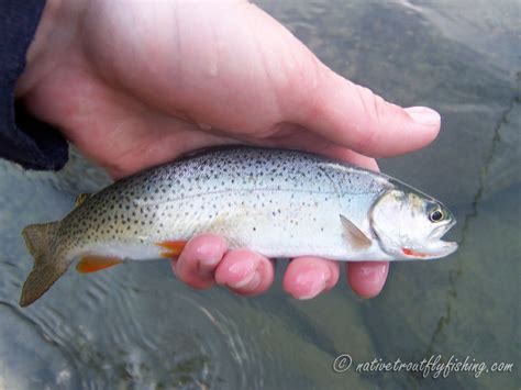 Native Trout Fly Fishing: Snake River Finespotted Cutthroat Trout