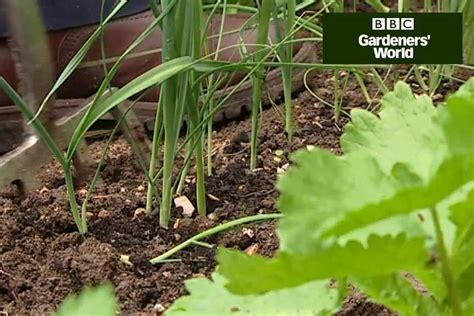 Planting out leeks (video guide) - gardenersworld.com