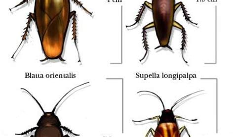 Palmetto Bug Vs Cockroach How Cockroaches Work Howstuffworks | AdinaPorter