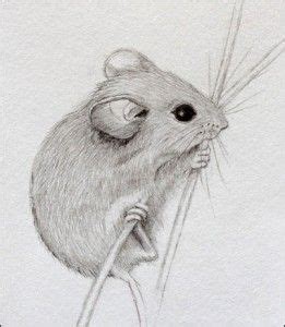 454 best SKETCHES OF DORMICE - MICE - AND - RATS images on Pinterest ...