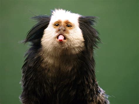 Marmoset monkey Wallpapers Images Photos Pictures Backgrounds