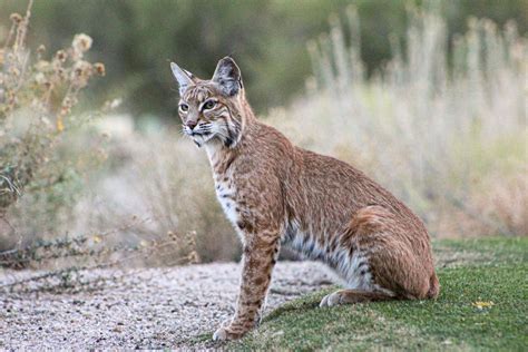 Maine Coon vs Bobcat - MaineCoon.org