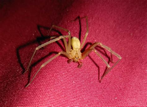 Male Loxosceles reclusa (Brown Recluse) in Wichita Falls, Texas United States