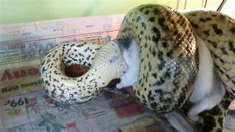 Anaconda feeding - YouTube