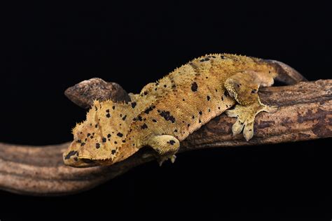 Super Dalmatian Crested Gecko | Fringemorphs