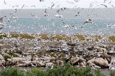 Bird flu spreads in Europe with a delay after warm autumn | Reuters