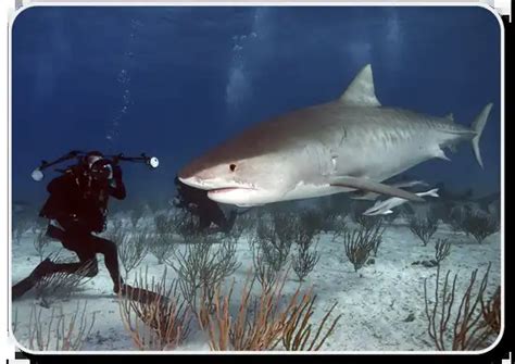 Tiger Shark Facts: Habitat ,Behavior .Diet & Human Interaction - SharkSider