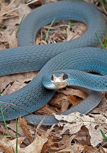 Coluber Constrictor Foxii AKA Blue Racer So beautiful! Snakes, Nikki, Sis, Cute, Animals ...