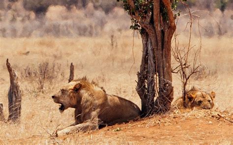 6 Crazy Facts About the Man-Eating Lions of Tsavo