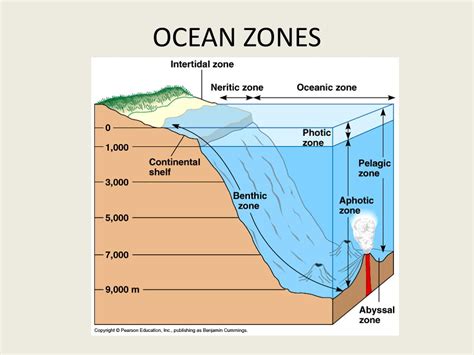 PPT - Marine Ecosystems Review PowerPoint Presentation, free download - ID:2365712