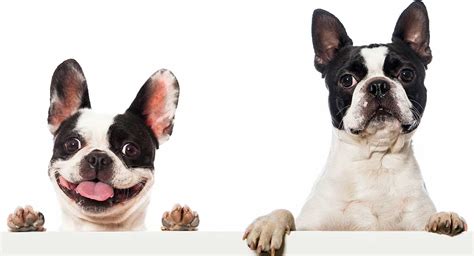 Boston Terrier Vs French Bulldog – What’s The Difference? | dogboxnz.co.nz