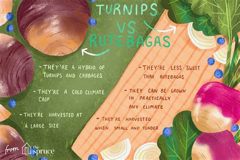 What's the Difference Between Turnips and Rutabagas?