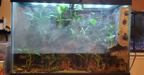 Blackwater Aquarium: The Complete Guide | FishTopics.com