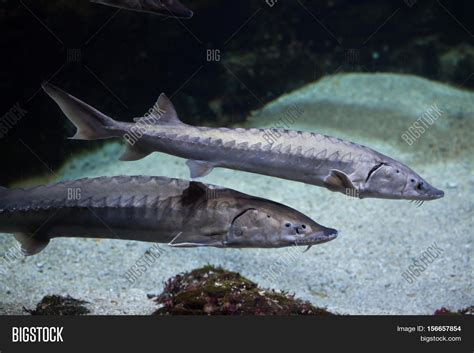 European Sea Sturgeon Image & Photo (Free Trial) | Bigstock