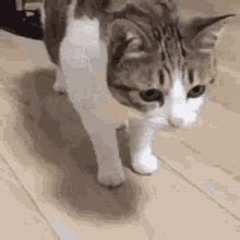 Cat Fall Falling GIF - Cat Fall Falling Fail - Discover & Share GIFs