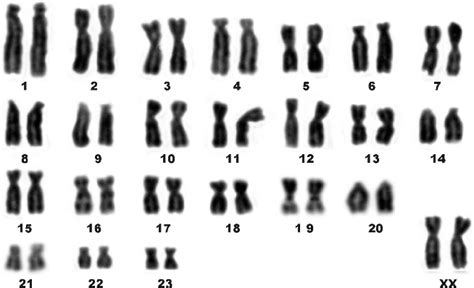 48-chromosome karyotype of E. quercinus from the Sicilian population ...