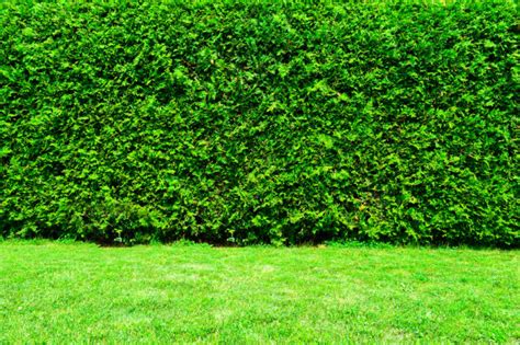 Hedge Cutting - Maintaining Your Cedar Hedge Throughout the Seasons