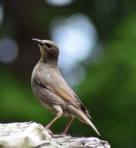 Birds are the only animals with feathers 132 Photograph by FRANK ...