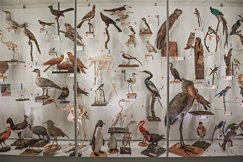 Behind the Scenes at the Museum for Open Cambridge 2021 – Museum of Zoology Blog