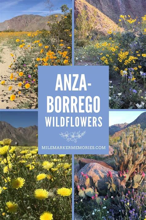 ANZA-BORREGO WILDFLOWERS - Mile Marker Memories