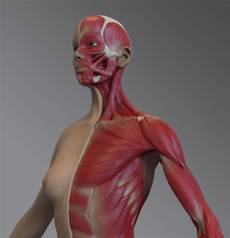 Chest Muscles Anatomy Woman / Pectoral Strain Torn Pectoral ...