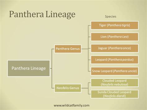 Panthera Genus ~ Neofelis Genus ~ Classification ~ Wild Cat Family