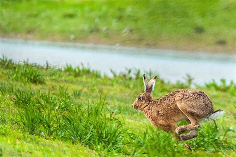 Ireland - Animals - Where in Our World?