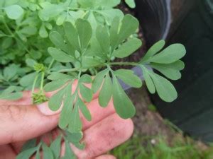 Common Rue Seeds | World Seed Supply