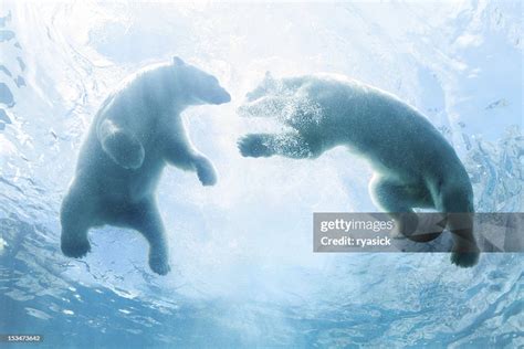 Looking Up At Two Polar Bear Cubs Playing In Water High-Res Stock Photo - Getty Images