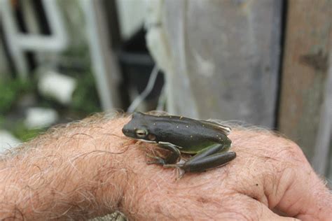 Brown Tree Frog - Goliad Farms