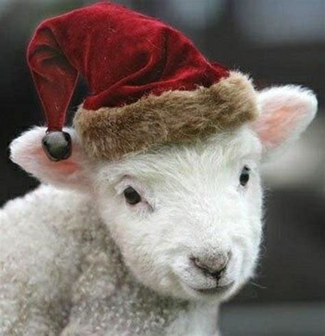 Cute Christmas Lamb Farm Animals, Animals And Pets, Funny Animals, Cute Animals, Small Animals ...