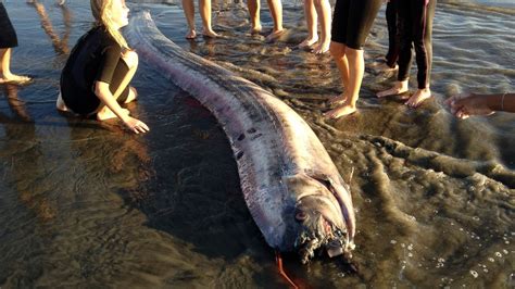 Rare 18ft Long 'Sea Snake' Discovered Off California Coast Makes Scientists Confused (VIDEO)