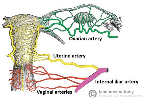 The Fallopian Tubes (Uterine) - Structure - Function - Vascular Supply