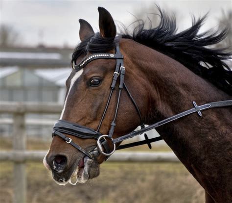 scared horse face - Google Search Free Pictures, Free Photos, Free Images, Stock Images Free ...