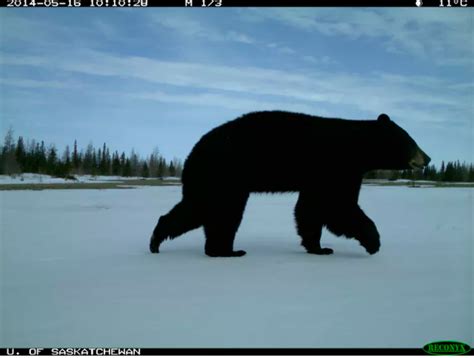 We found grizzly, black and polar bears together for the first time | PBS News