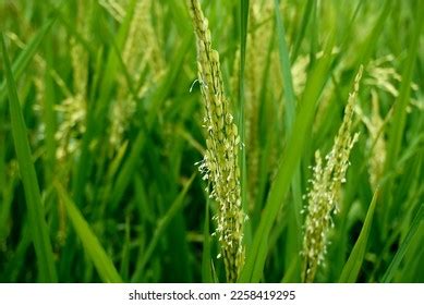 40,965 Flowers Of Rice Plant Images, Stock Photos & Vectors | Shutterstock