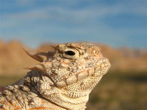 Desert_Horned_Lizard_(Phrynosoma_platyrhinos) - Bald Mountain Science