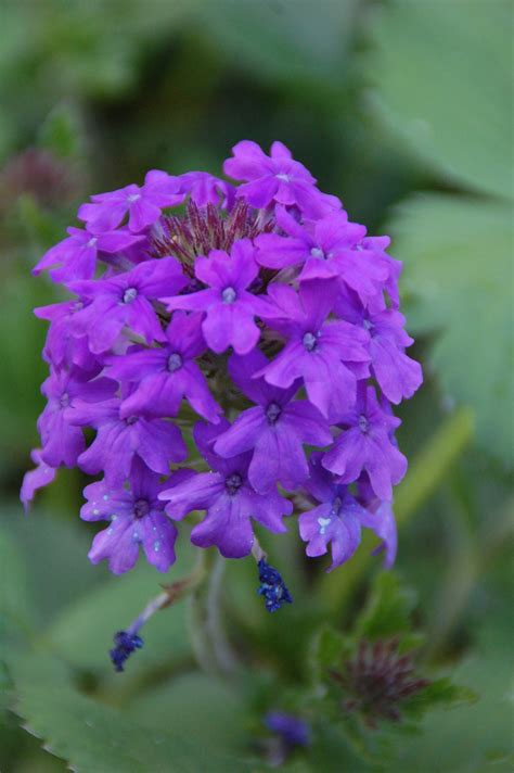 Flowers Photos » flowers round purple perennials