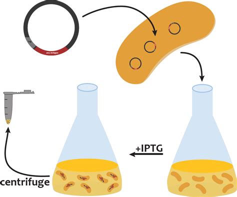 Team:Freiburg/Project/Protein Purification - 2015.igem.org