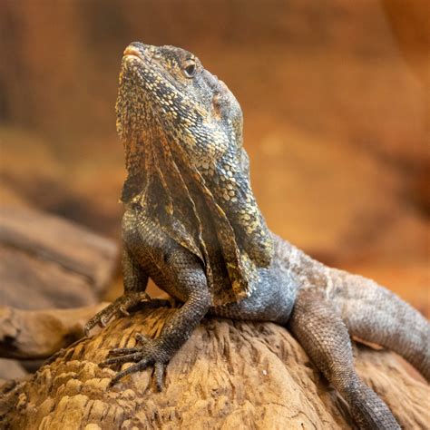 Frilled Lizard Free Stock Photo - Public Domain Pictures