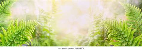 3,978,311 Nature banner 图片、库存照片和矢量图 | Shutterstock