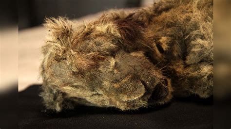 Perfectly preserved cave lion cub found frozen in Siberia is 28,000 ...