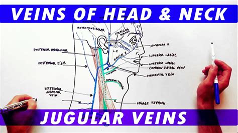 Diagram Of Veins In Your Neck