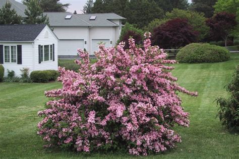 Weigela -Weigela florida | Baltimore Maryland Landscape Design