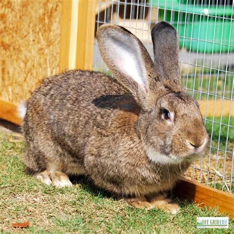 5 Best Rabbit Breeds to Raise For Meat - An Off Grid Life