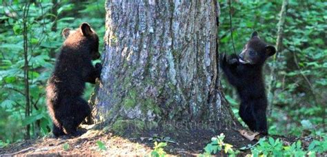 camping in the smokie moutains | Wildlife in the Smoky Mountains ...