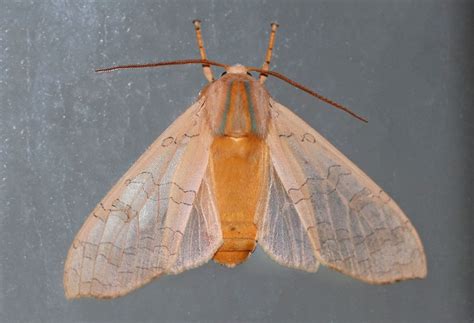 Banded Tussock Moth: Identification, Life Cycle, Facts & Pictures