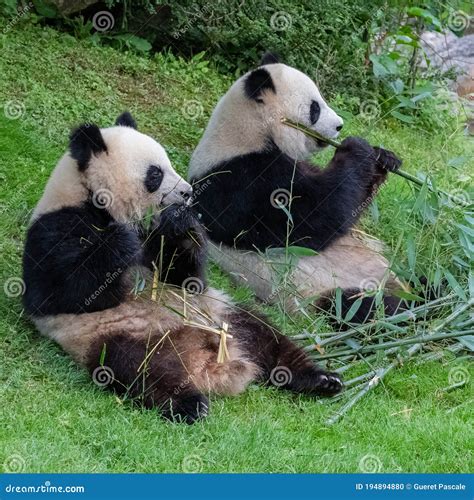 Giant pandas, bear pandas stock photo. Image of mammal - 194894880