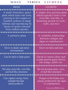 Difference Between Moss and Lichen - Pediaa.Com